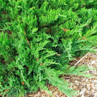 Можжевельник казацкий Там Но Блайт Можжевельник казацкий Там Но Блайт - Dolina-Sad.Ru