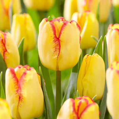 Тюльпан Кейп Таун фото