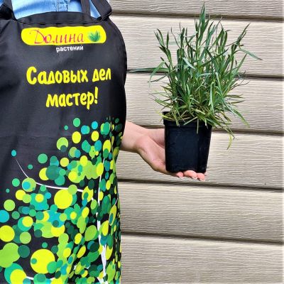 Гвоздика перистая "Дикси Пинк" Гвоздика перистая "Дикси Пинк" фото