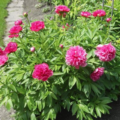 Пион Розеа Плена Пион Розеа Плена - Dolina-Sad.Ru