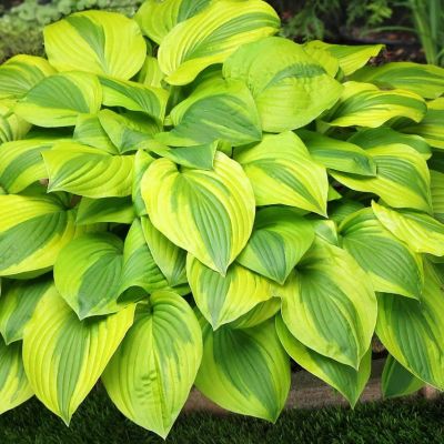 Хоста Велвет Мун Хоста Велвет Мун - Dolina-Sad.Ru