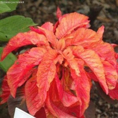 Амарант Совершенство фото