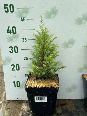 Можжевельник обыкновенный Голд Кон, С3 - Dolina-Sad.Ru