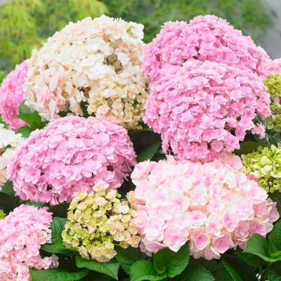 Гортензия крупнолистная Доппио Нувола Гортензия крупнолистная Доппио Нувола - Dolina-Sad.Ru