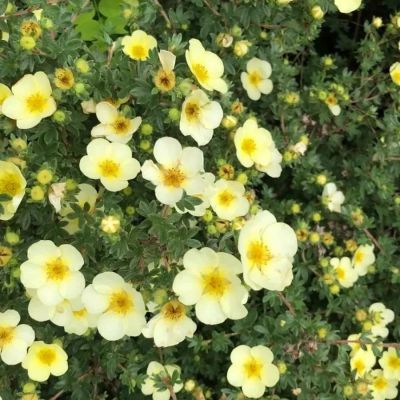 Лапчатка Крем Брюле, С1,5 - Dolina-Sad.Ru