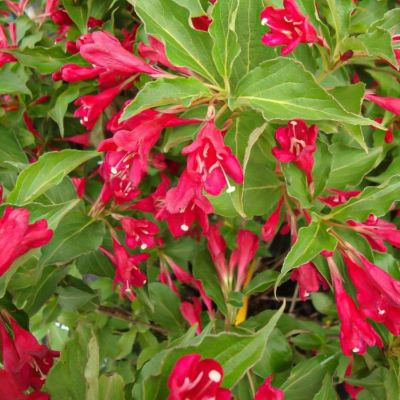 Вейгела Ред Принц, С3 Вейгела Ред Принц, С3 - Dolina-Sad.Ru