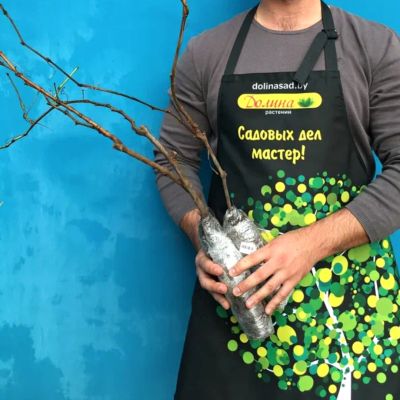 Виноград Молдова Виноград Молдова - Dolina-Sad.Ru