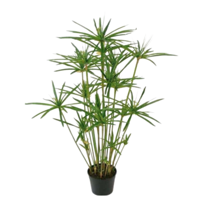 Циперус очереднолистный Зонтик Циперус очереднолистный Зонтик фото