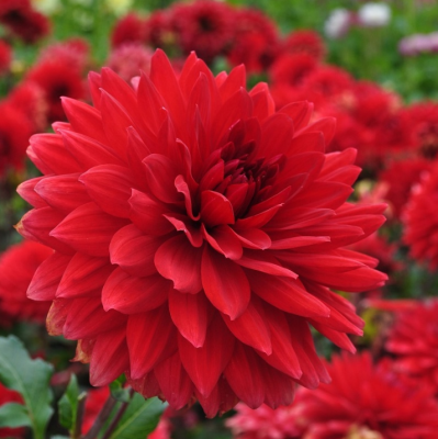 Георгина Гарден Уандер Георгина Гарден Уандер фото