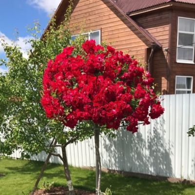 Роза Штамбовая Руж Мейлав Роза Штамбовая Руж Мейлав - Dolina-Sad.Ru