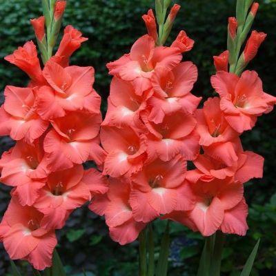 Гладиолус Берлускони Гладиолус Берлускони - Dolina-Sad.Ru