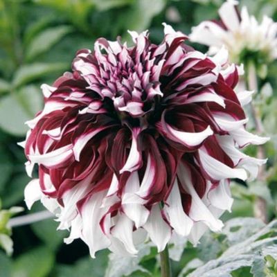 Георгина Тартан (Гиганты) Георгина Тартан (Гиганты) фото