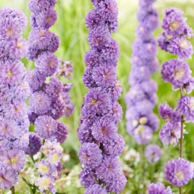 Дельфиниум Пурпл Сюрприз Дельфиниум Пурпл Сюрприз - Dolina-Sad.Ru