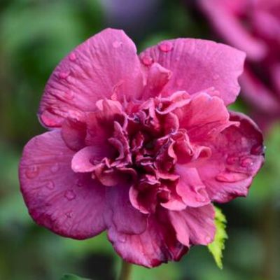 Гибискус сирийский Френч Кабарет Ред - Dolina-Sad.Ru