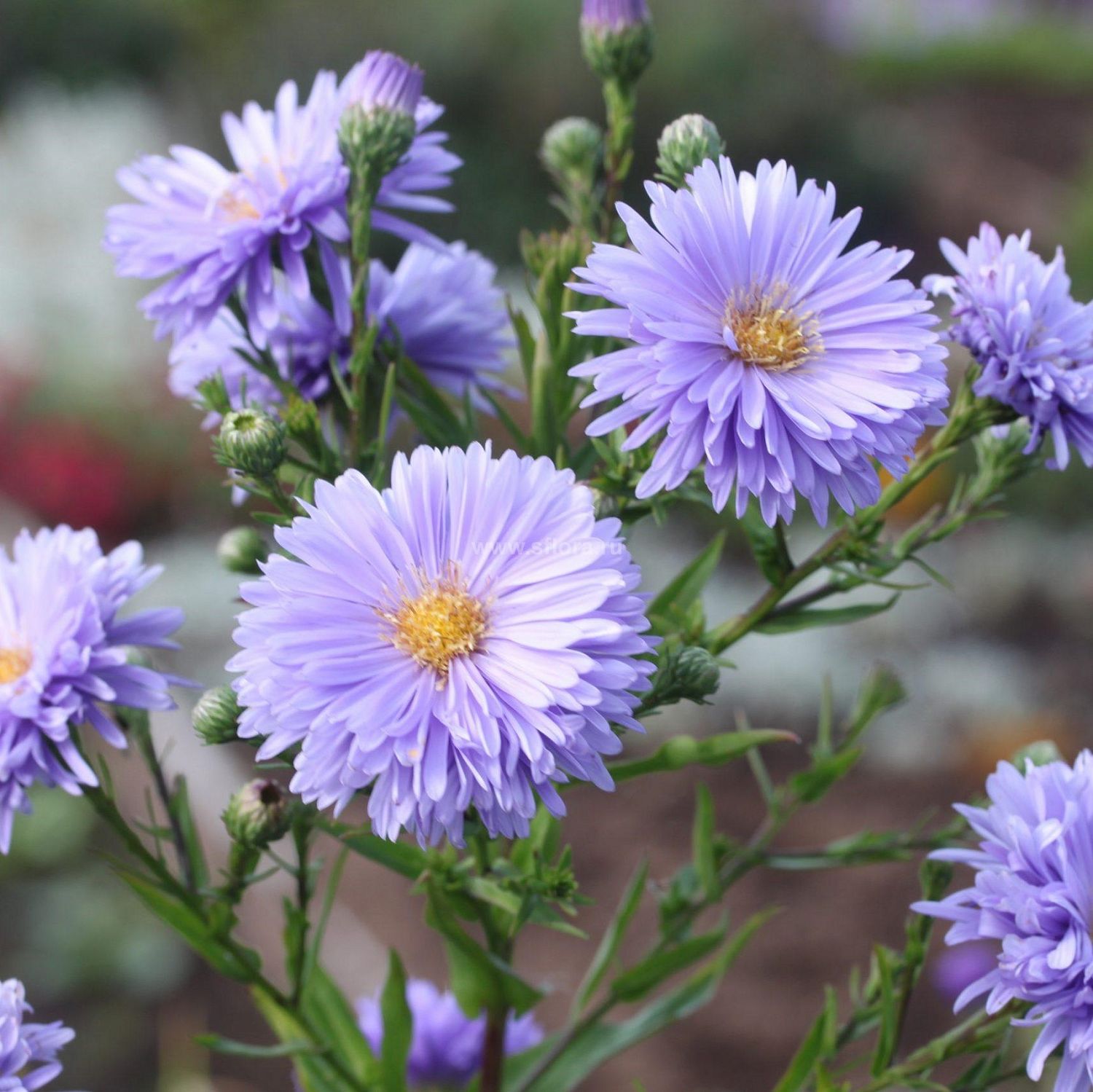 Астра Новобельгийская Мария Баллард Астра Новобельгийская Мария Баллард - Dolina-Sad.Ru