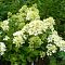 Гортензия метельчатая Бомбшелл фото