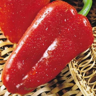 Перец сладкий Русский размер F1 Перец сладкий Русский размер F1 фото