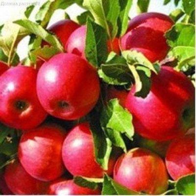 Яблоня Айдаред/Зимняя фото