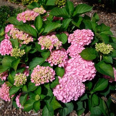 Гортензия крупнолистная Боденси - Dolina-Sad.Ru