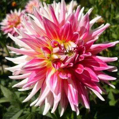 Георгина Ча Ча Георгина Ча Ча фото