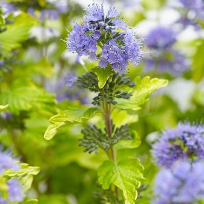 Кариоптерис кландонский Голд Крест Кариоптерис кландонский Голд Крест - Dolina-Sad.Ru