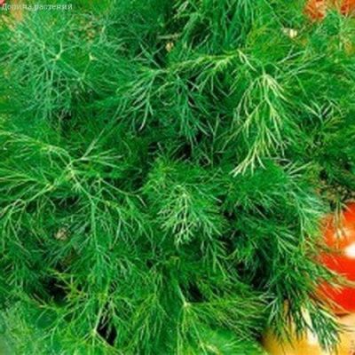 Укроп Озорник, Урожай на окне Укроп Озорник, Урожай на окне фото