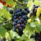 Виноград Аметистовый Виноград Аметистовый фото