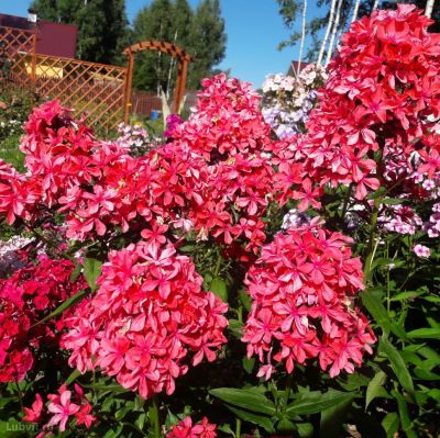 Флокс метельчатый Клеопатра Флокс метельчатый Клеопатра - Dolina-Sad.Ru