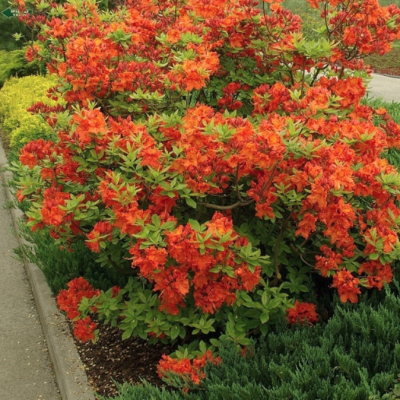 Рододендрон японский лососевый Рододендрон японский лососевый - Dolina-Sad.Ru