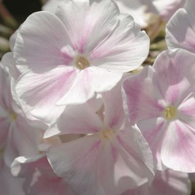 Флокс друммонда Румянец Флокс друммонда Румянец фото