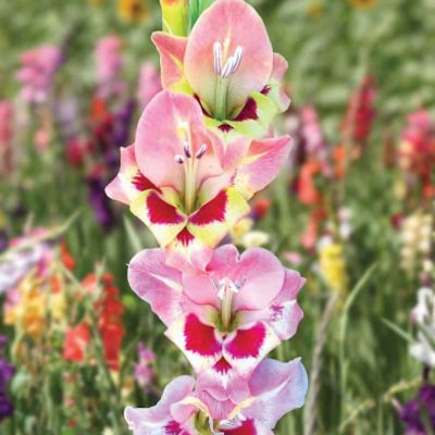 Гладиолус Сидни - Dolina-Sad.Ru