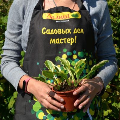 Хоста Роял Чармер Хоста Роял Чармер - Dolina-Sad.Ru