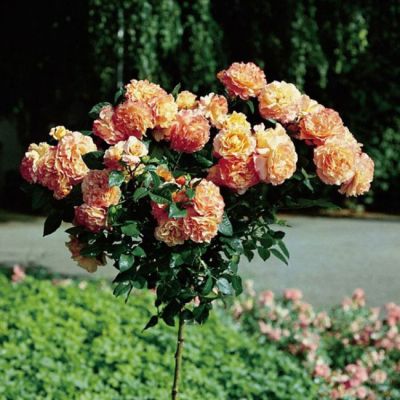 Роза Штамбовая Лампион Роза Штамбовая Лампион - Dolina-Sad.Ru