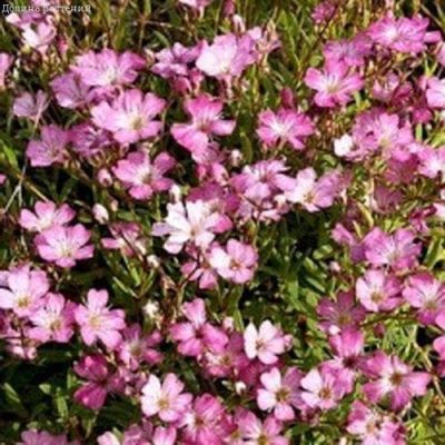 Гипсофила изящная Роза Гипсофила изящная Роза фото