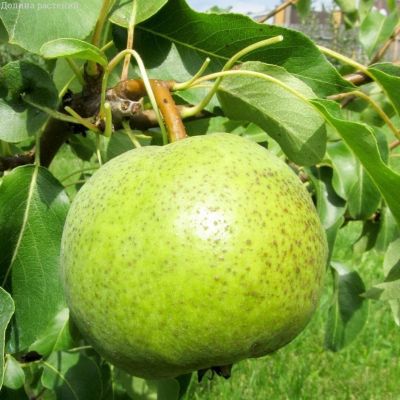 Груша Золотовротская/Зимняя Груша Золотовротская/Зимняя фото