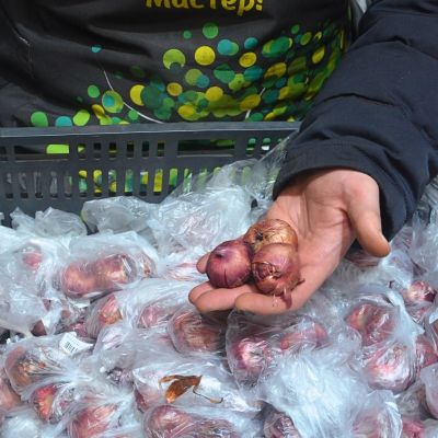 Гладиолус Берлускони Гладиолус Берлускони - Dolina-Sad.Ru