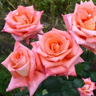 Роза Фольклор Роза Фольклор - Dolina-Sad.Ru