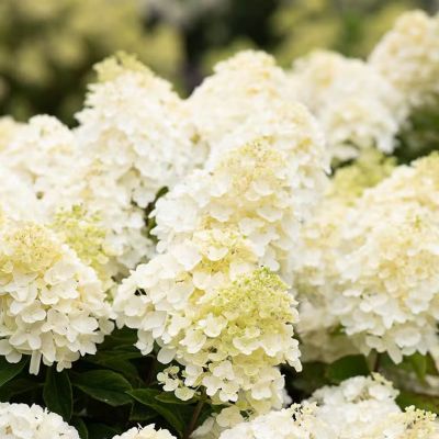 Гортензия метельчатая Саммер Сноу - Dolina-Sad.Ru
