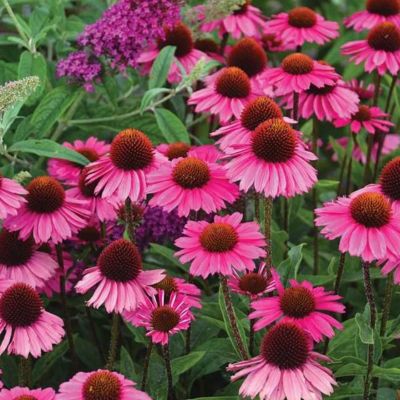 Эхинацея Сенсэйшн Пинк Эхинацея Сенсэйшн Пинк - Dolina-Sad.Ru