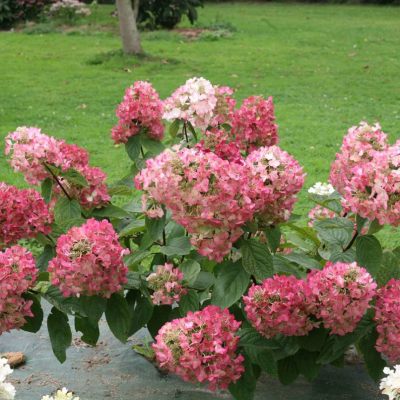 Гортензия метельчатая Мега Минди, С3 Гортензия метельчатая Мега Минди, С3 - Dolina-Sad.Ru