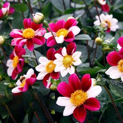 Георгина Твайнингс Смарти Георгина Твайнингс Смарти - Dolina-Sad.Ru