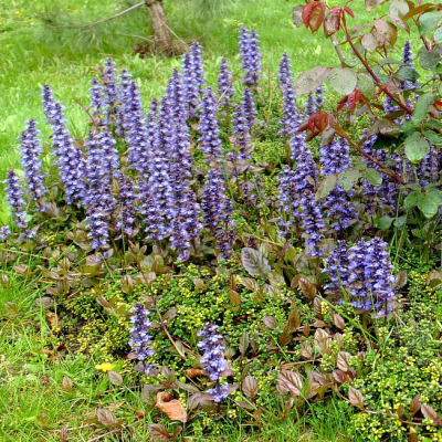 Живучка ползучая фото