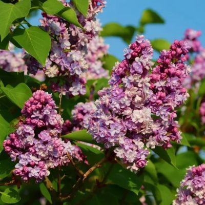 Сирень обыкновенная Маршал Фош, С2 Сирень обыкновенная Маршал Фош, С2 - Dolina-Sad.Ru