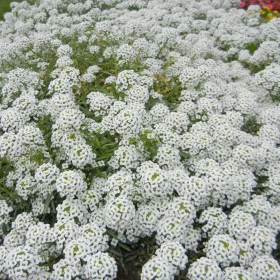 Лобулярия Снежный ковер морская Лобулярия Снежный ковер морская - Dolina-Sad.Ru