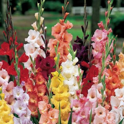 Гладиолус Баттерфляй Микс Колорс - Dolina-Sad.Ru