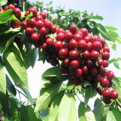 Черешня Валерий Чкалов фото