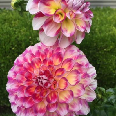 Георгина Хавайи Георгина Хавайи - Dolina-Sad.Ru