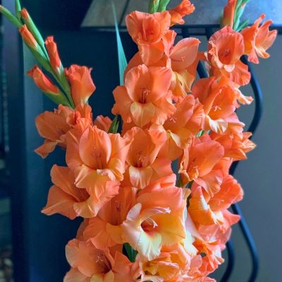 Гладиолус Джорджия Пич - Dolina-Sad.Ru