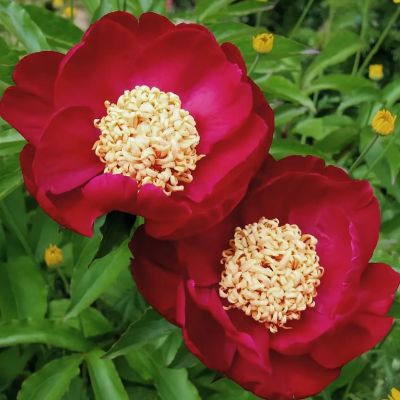 Пион Сворд данс Пион Сворд данс фото