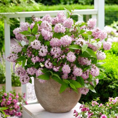 Дейция Распберри Сандей Дейция Распберри Сандей - Dolina-Sad.Ru